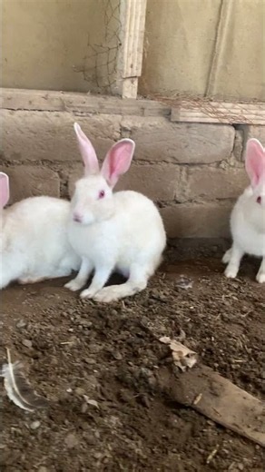 Adorable Fluffy White Rabbits Chilling Together | Cute Animals