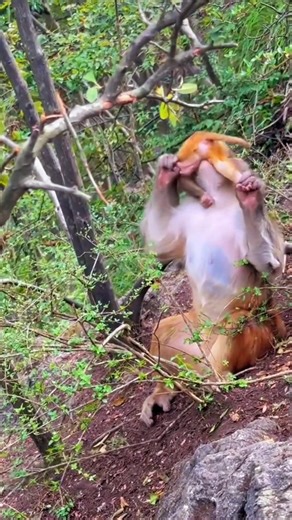 3.2K views · 3 comments | Baby monkey and mother happy #monkey #birds #love #pets #monkeys #wildlife #funny | My Love Monkey | Facebook