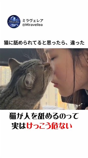 猫に舐められると痛いの、知ってる？