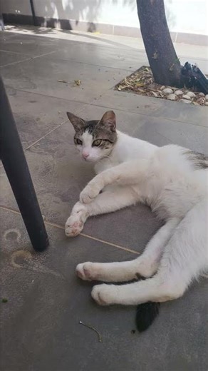 Daily life of cute cats🐾 ,Who are you, cat? ,Kedi, sen kimsin? , 君は誰、猫？