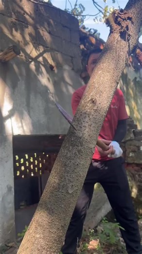 #Trending #tools and gadgets for him#outdoor tools#garden tools# Garden maintenance tools for pruning branches, removing weeds and overgrown vegetat