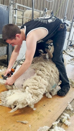 From novice to expert – the shearing path. 🌱 Shearing / Equipment / Coaching / Clothing LINK IN BIO - https://shearingschool.co.uk/ #ShearingPath #sheepshearing #sheep365 #RobbieHislop | Shearing school
