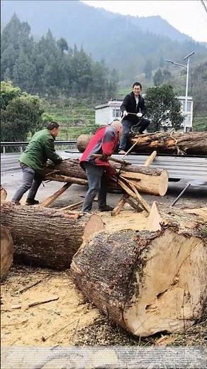 Using an inclined plane and a lever: the process of loading logs onto a truck in a rural area.