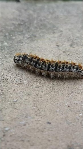 Caterpillar of the pine processionary moth (Thaumetopoea pityocampa) Raupe Pinien-Prozessionsspinner