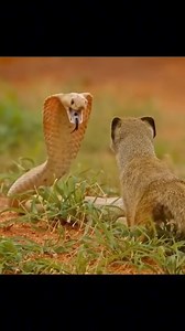 Squirrel vs cobra, a battle for survival! 🐿️🐍⚔️ #SquirrelVsCobra #SurvivalFight #WildlifeDrama #NatureConflict #SavannahShowdown | Tribeni Online