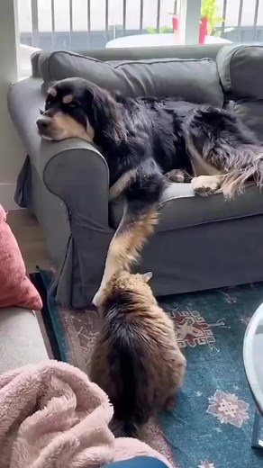 21K views · 636 reactions | Portable cat scratcher! | Dog lover | Facebook