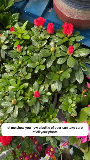 How to care your plants with beer #cra6pu #tipsforgarden #viral2025 #beer #takecareof #Reels,#FacebookReels, #Trending, #Explore, #Entertainment, #DIY, #Funny, #LifeHacks, #ForYouOnFacebook, #WatchThis, #MustSee, #ForYou, #ReelsDaily, #Viral | Jack Denton | Facebook