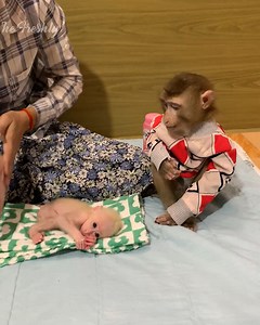 After take a bath all adorable monkey ROJO and DOOB take clothes to ask mom wearing than play happy . . . #jenniferlopez #alexandradaddario #AngelinaJolie #MeganFox #margotrobbie #chrisevans #ChristianBale #AnneHathway #ScarlettJohansson #elizabetholsen #JenniferLopez #JenniferAniston #JenniferLawrence #priyankachopra #KristenStewart #HaileeSteinfeld #wonderwoman #DC #mcu #MeganFox #kimkardashian #kendalljenner #monkeylove #monkeybaby #adorable #adorablemonkey #babyanimal #monkeysmart #reelsfypシ