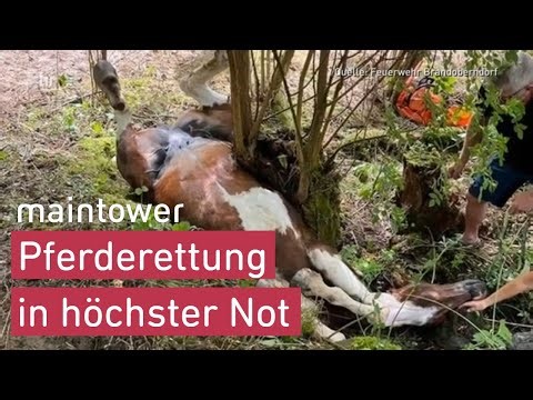 Spektakuläre Pferderettung | maintower