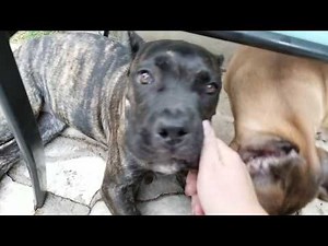 12 week old Cane Corso puppy update