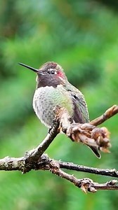 Anna's Hummingbird (Calypte anna) — one of the most dazzling and fascinating birds in North America. Unlike many other hummingbirds that migrate seasonally, Anna’s Hummingbirds can live year-round along the Pacific Coast, from southern Alaska down to Baja California. Males perform dramatic aerial dives during courtship — plummeting from up to 130 feet (40 meters) in the air, reaching speeds of nearly 60 mph, and pulling up sharply. As they zoom past the female, they produce a shrill chirp with t