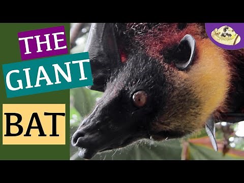 Worlds Largest Bat Facts | 5 Things You NEED to Know | Weird & Wonderful Animals