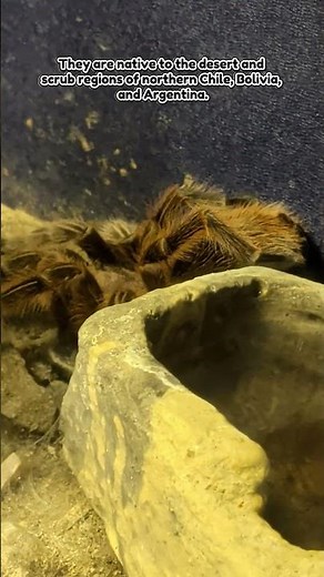 Chilean Rosehair Tarantula (Grammostola Rosea) at Denver Zoo #tarantula #rosehair #denverzoo