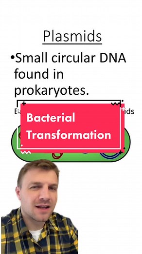 Bacterial Transformation #biotechnology #science #bacteria #bacterialtransformation