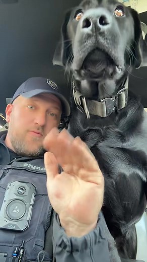 #Renegadepets #k9 #k9freya #lawenforcement | K9 Deputy Marek