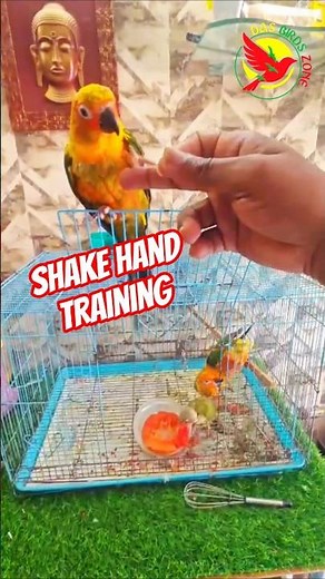 🌞sun Conure 🦜shake Hand training #telugu #trending #birds #parrot #vlogs #sunconure #birdtraining