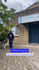 1.6K reactions · 107 comments | 5 incredibly good boys who just need a little love ❤️ #adopt #rescue #halifax #huddersfield #bradford #goodboy #dogrescue #shelter #shelterdog #foreverhome | RSPCA Halifax, Huddersfield, Bradford & District Branch | Facebook