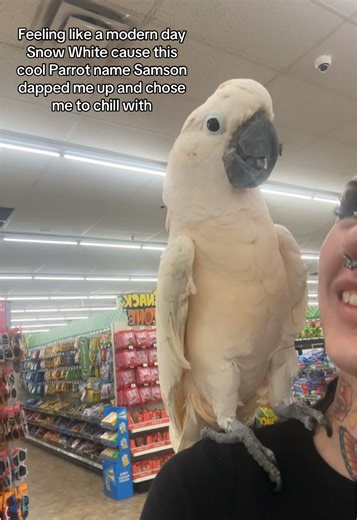 Just another day at Dollar tree for me ( this happened on the 15th but forgot to post till now) what a pleasure to meet such a cool bird 😭🫶🏽 love you Samson. #parrot#parrotsoftiktok#birds#fyp#parrots
