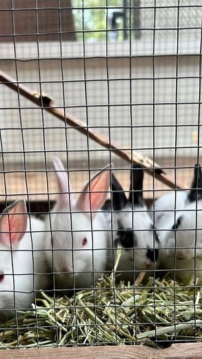  Pets bring boundless joy to families!  I had the honor of crafting this heartfelt handmade memorial for a cherished client. ❤️ #PetsBringJoy #HandmadeMemorial #ForeverInOurHearts #laserengraving #co2laser | Designs by Hope Yoder | Facebook