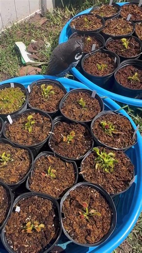 Fighter jets and Venus flytraps!