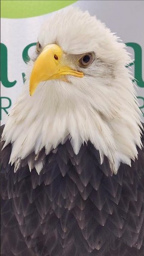 the Alaska Raptor Center is proud to care for these iconic birds! #BaldEagle #usa #4thOfJulyEve