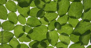 Fresh mint leaves lies on white background. Rotation. Leaf texture. Background of leaves.