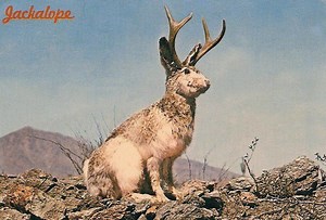 Jackalope - Alchetron, The Free Social Encyclopedia
