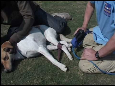 How to Hobble a Dog and Use "Wolf Quick Muzzle"