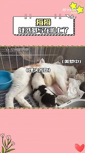 43K views · 1.2K reactions | 猫妈：不是，这？#猫猫 #狗崽 #带崽 #疑惑 #94爽 | 94爽 | Facebook