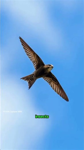 Interesting facts About swallow bird in English #bird #birdsounds #birds #shortvideo #shorts Ababil