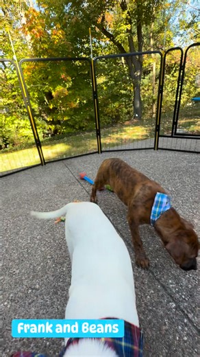 43K views · 1.6K reactions | Adoptable pups Frank and Beans will be available soon. | Bridge To Home Animal Rescue | Facebook