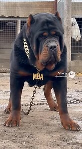 American Bully X Tibetan Mastiff mix concept #dogs #americanbully #tibetanmastiff | Marck Barrera