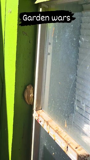 14 reactions · 5 comments | #farmlife #gardening #frogs #PlantTok #plants | Michael Baker | Facebook