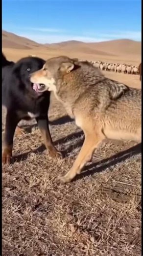 Fictional AI Scene — Dog Meets Wolf in the Wild #shorts