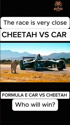 Cheetah vs Car 🐆🚗 | The Ultimate Speed Race #Cheetah #shorts