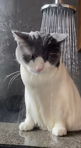 Cel mai cuminte motan… înger blănos în formă de pisică. 😺✨ | Speranta SI Adevar