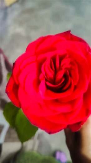 Amandeep Kaur on Instagram