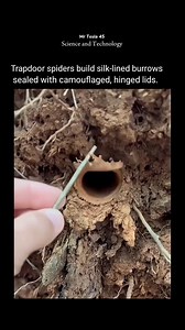 149K views · 1.6K reactions | Trapdoor spiders build silk-lined burrows sealed with camouflaged, hinged lids. #reelsfbシ #physics #sciencefacts | Mr Tesla Physics | Facebook
