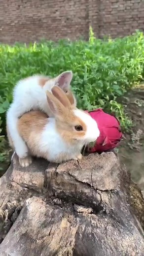 Look 👀! The little kitty and rabbit is playing🥰 #bunny #rabbit #bunnylife #rabbitlife #cutebunny #cutestbunnies #cuterabbit #bunnyoftheday #funnybunny #funnyrabbit #bunnylove #bunnyasmr #asmrrabbit #bunnyfood #rabbitfood #bunnybaby #rabbitbaby #funnypets #bunnyhouse #rabbitasmr #bunnylover #rabbitlover #pet #pets #petsvideo #bunnyvideos #fyp #fb #reels #viral #video | My Bunny is Funny