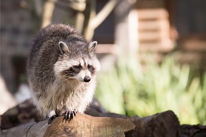 Raccoons as Pets: A Cute Companion or Total Disaster?