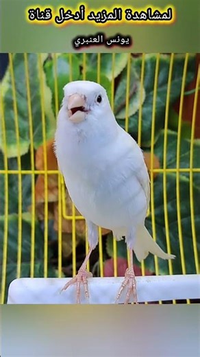 تغريد كناري هائج لتهيج #kanary_2025 #birds #طيور #اكسبلور