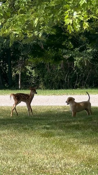Pup befriends fawn playing in front yard