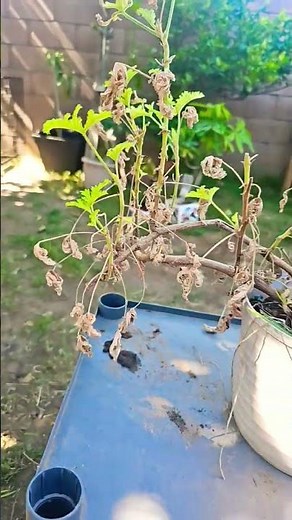 Helping my dying citronella plant 🪴😭 Citronella resurrection part 1