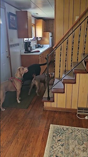 When Your Dogs Have Never Seen Stairs Before || ViralHog