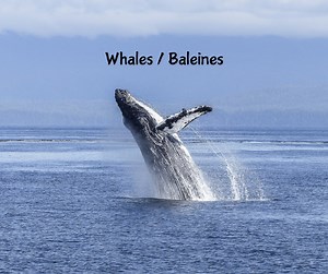 Whales / Baleines Les baleines jouent un rôle important pour la régulation des écosystèmes océaniques. Lorsqu’elles plongent au fond de l’océan, elles remuent les nutriments des profondeurs. Cela permet de favoriser une meilleure circulation des nutriments et de soutenir le phytoplancton à la surface de l’eau, une source de nourriture importante pour de nombreux poissons et crustacés. Les baleines produisent également d’énormes quantités d’excréments riches en nutriments que les plantes et le ph