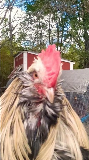 Eyeball the chicken dancing with music #techno #chicken #backyardchickens