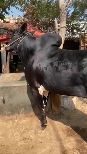 kashmir Goat farm Lala musa (@kashmirgoatfarm)’s videos with original sound - 𝐖𝐇𝐈𝐓𝐄 444