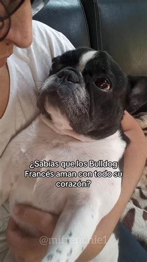 ¿Sabías esto de los bulldog francés? 🐶❤️ Por eso son uno de los perros más queridos del mundo. #bulldogfrances #frenchie #frenchbulldog #perros #doglover