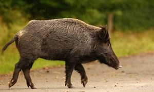 Κοζάνη: Αγριογούρουνο τραυμάτισε 62χρονο κυνηγό - ΤΑ ΝΕΑ