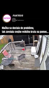 7K views · 12K reactions | Psi a mačky: od rivalov k parťákom  Aj...